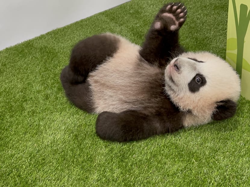 Le Le in his new nursery. Le Le in his new nursery.
