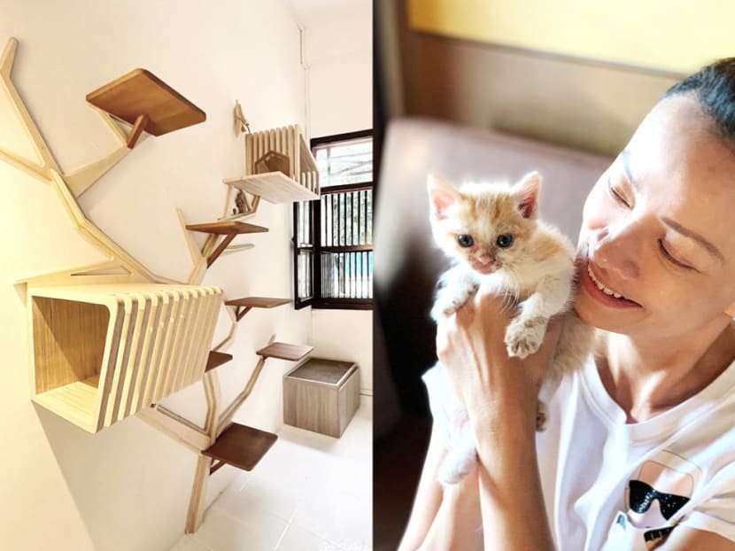 In Singapore, a new 'luxury' cat hotel for rescued kitties and cats on staycation