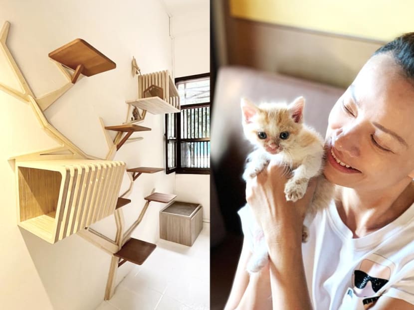 In Singapore, a new 'luxury' cat hotel for rescued kitties and cats on staycation In Singapore, a new 'luxury' cat hotel for rescued kitties and cats on staycation