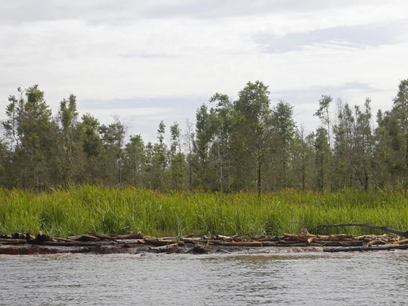 A plantation owned by Asia Pulp and Paper along the Musi River in Sumatra. The firm is ensuring its new mill respects its Forest Conservation Policy. Photo: Raj Nadarajan