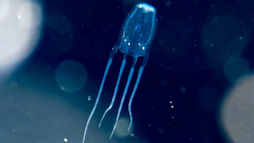 Under the sea: What you need to know about the dangerous box jellyfish Under the sea: What you need to know about the dangerous box jellyfish