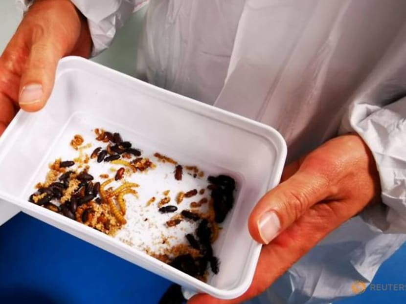 Overcoming the 'yuck factor': Yellow grub becomes EU's first insect food Overcoming the 'yuck factor': Yellow grub becomes EU's first insect food
