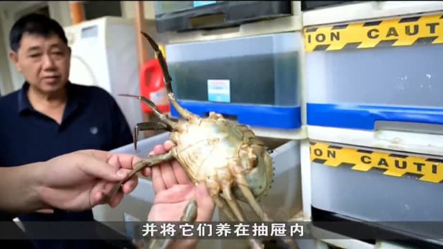 塑料抽屉一般用来储物 本地城市农夫却用来养螃蟹