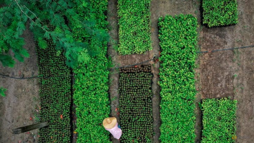 Former F1 driver Rosberg, Agnelli's Exor invest in adopt-a-tree site Treedom Former F1 driver Rosberg, Agnelli's Exor invest in adopt-a-tree site Treedom