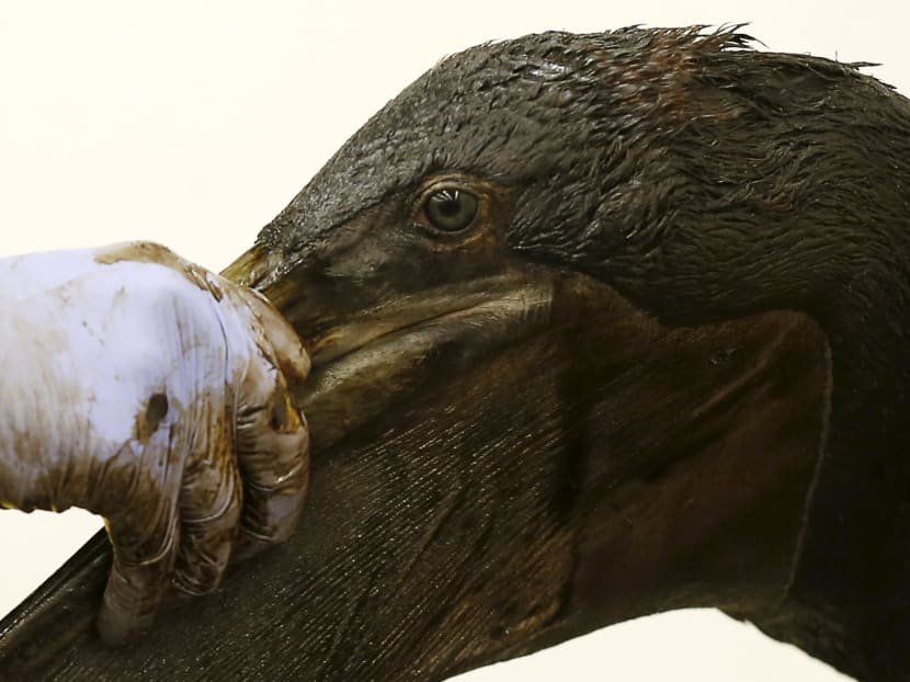 Gallery: Choppy slick is harder to clean up: More oily animals found