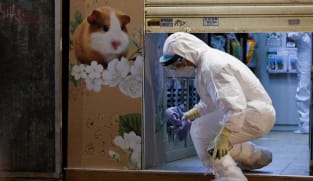 One surrendered Hong Kong hamster tests COVID positive as city lockdown grows