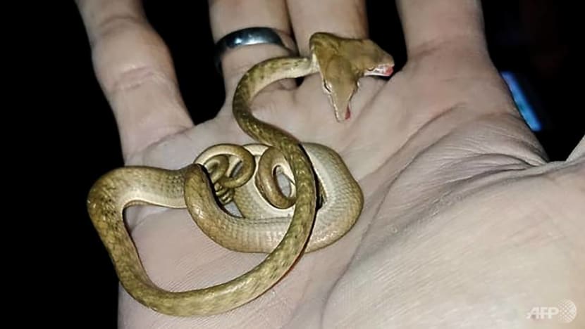 Great snakes: Two-headed serpent spotted in Bali
