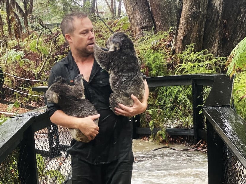 Images released by the park showed soaking wet koalas clinging to gum trees, and a zoo keeper carrying two of the marsupials to safety through rushing waters.