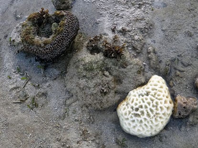 Coral bleaching occurs when increased temperatures cause a normal coral (left) to turn pale, resulting in a pale coral (right). Photo: Ria Tan