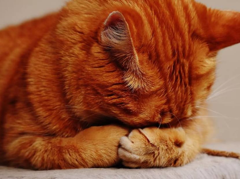 Is your pet cat or dog really happy you’re at home all the time – or stressed out?