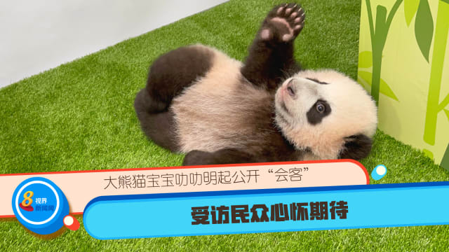 大熊猫宝宝叻叻明起公开“会客” 受访民众心怀期待