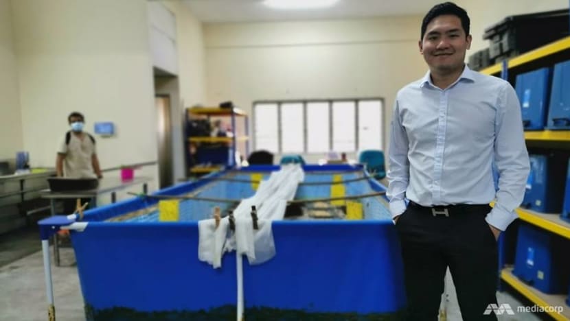 From lawyer to insect farmer: Malaysian entrepreneur touts roasted crickets as healthy, sustainable snack From lawyer to insect farmer: Malaysian entrepreneur touts roasted crickets as healthy, sustainable snack