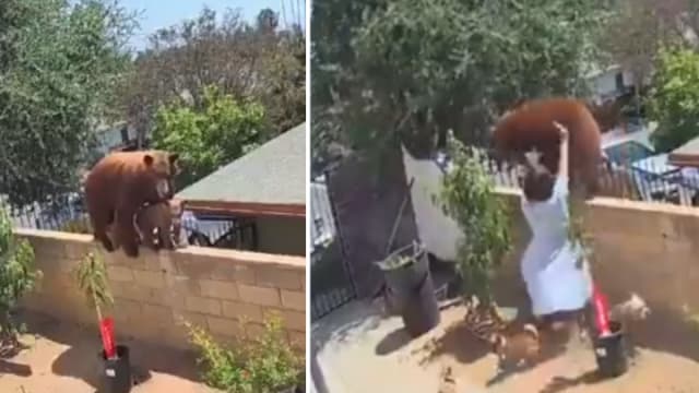 美国少女为保护爱犬 把70公斤黑熊推下围墙