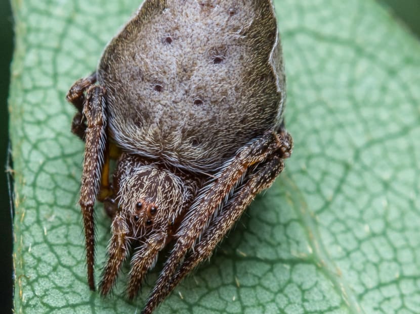 Indian scientist name new spider after Harry Potter hat