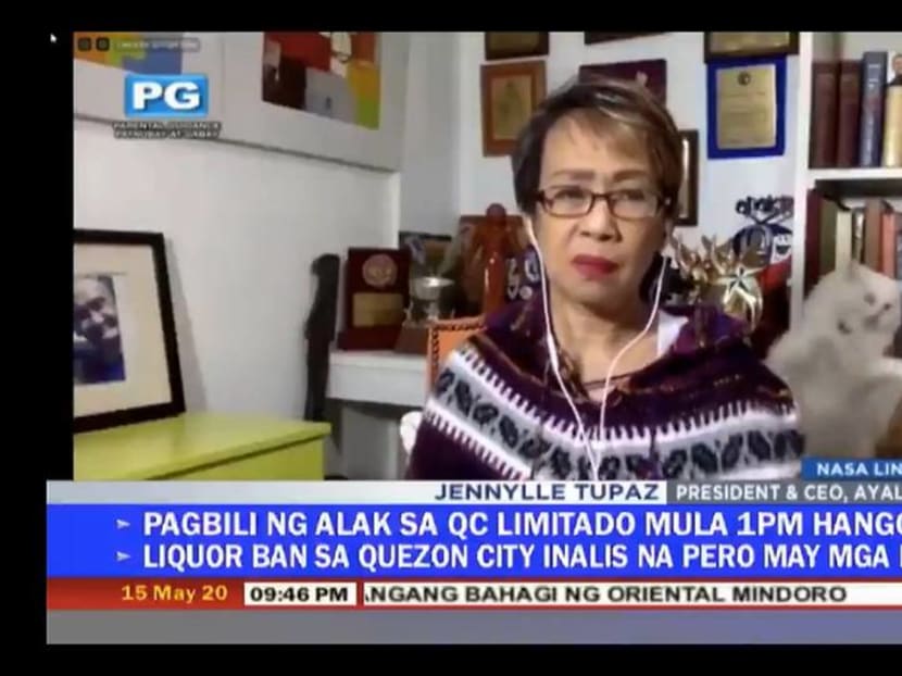 Filipino reporter has to deal with fighting cats behind her during live interview Filipino reporter has to deal with fighting cats behind her during live interview