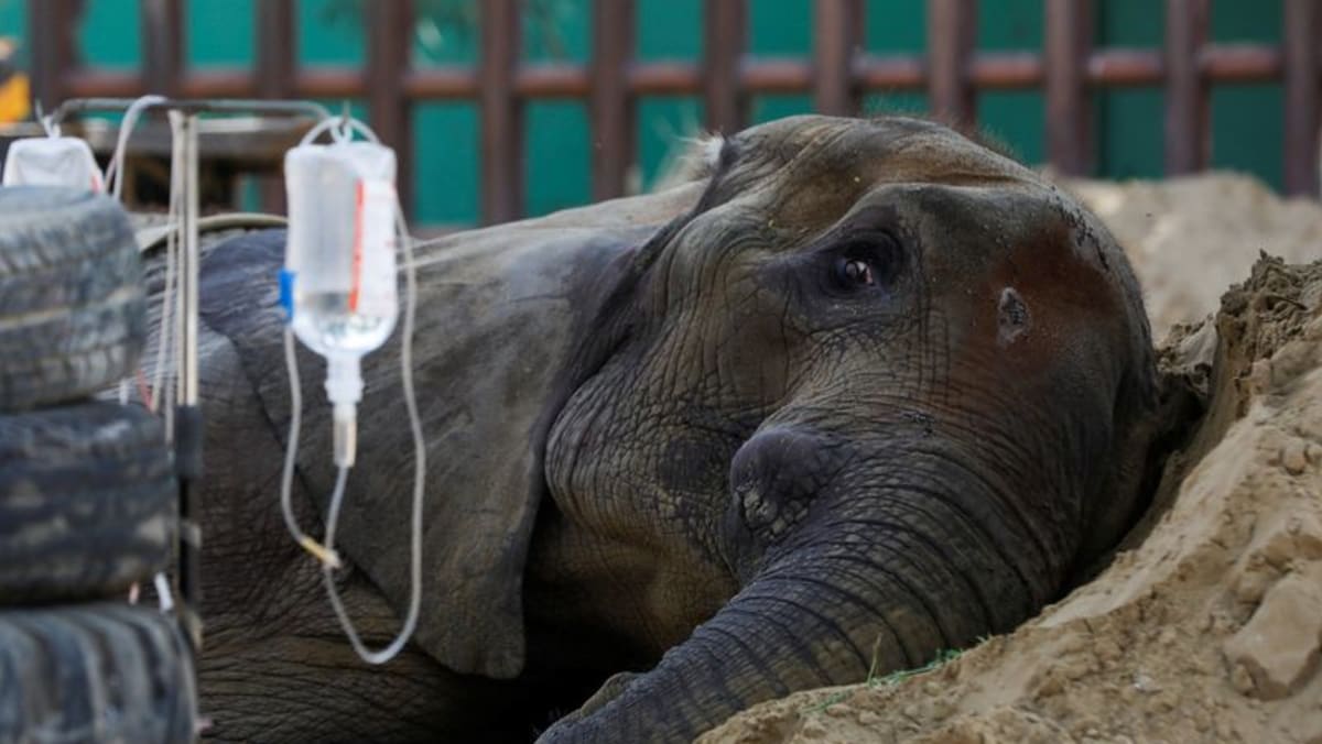 Elephant in Pakistan zoo dies, reviving concern over animal treatment Elephant in Pakistan zoo dies, reviving concern over animal treatment
