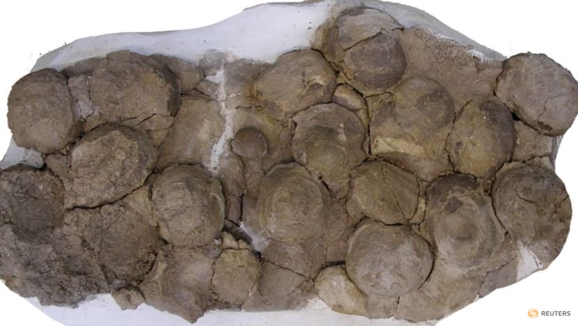 Patagonian fossils show Jurassic dinosaur had the herd mentality Patagonian fossils show Jurassic dinosaur had the herd mentality