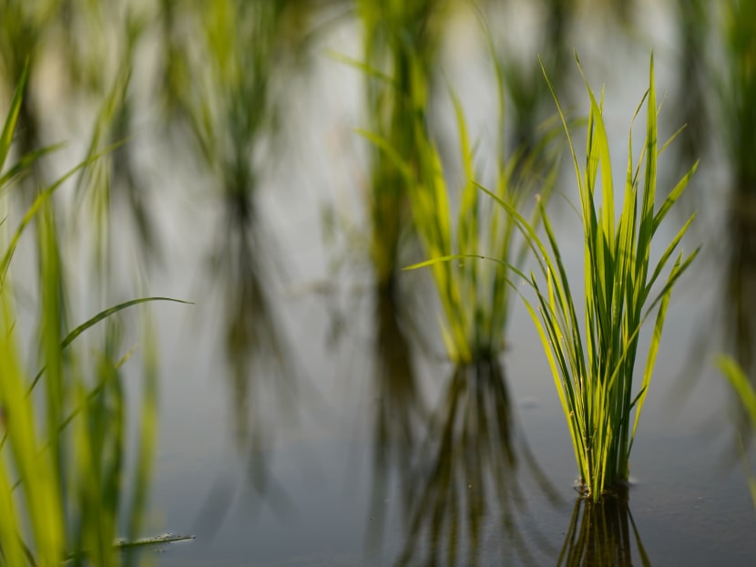 Rice, the world's most important staple food crop, contributes massively to global warming by releasing methane as it is cultivated. It is also threatened by rising seas that could put too much salt into the water that floods rice paddies. Rice, the world's most important staple food crop, contributes massively to global warming by releasing methane as it is cultivated. It is also threatened by rising seas that could put too much salt into the water that floods rice paddies.