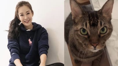 “It Felt Like I Was Dropped Into Hell”: Jesseca Liu On Learning That Her Beloved 14-Year-Old Cat Has Final Stage Pancreatic Cancer