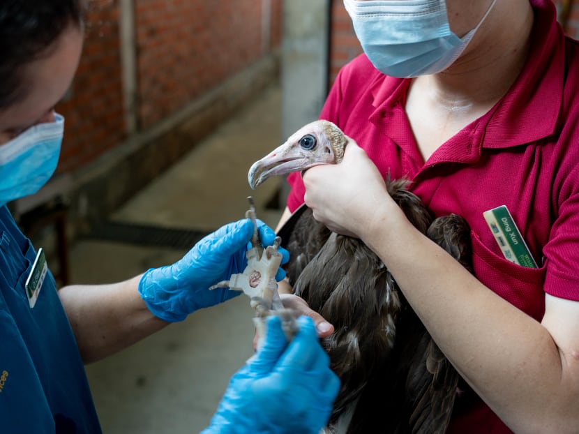 A hooded vulture from Jurong Bird Park wearing customised silicone shoes cast from 3D-printed moulds of its feet.