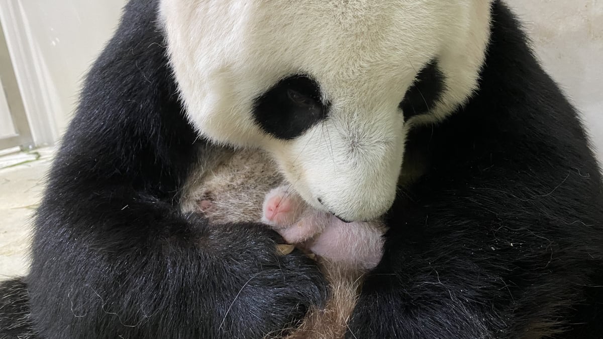 Baby Panda To Return To China After It Becomes Independent Gender To Be Revealed Soon Cna Baby Panda To Return To China After It Becomes Independent Gender To Be Revealed Soon Cna