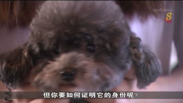 韩国新技术可通过狗儿鼻纹识别身份 助主人寻爱犬
