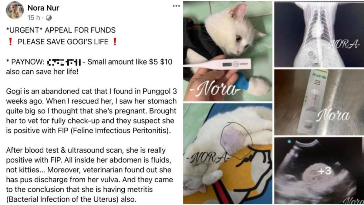 Wanita ditangkap karena dugaan selingkuh, memalsukan tagihan dokter hewan untuk meminta sumbangan untuk kucing liar