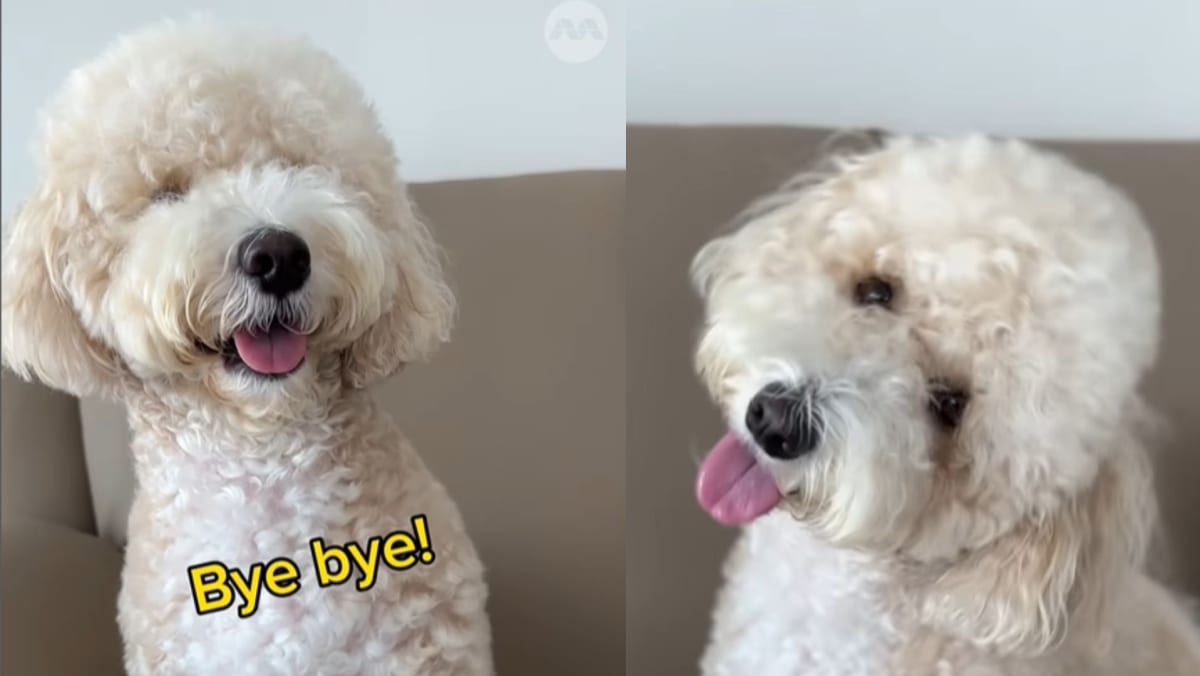 This is how your dog can be the star of a Mediacorp drama