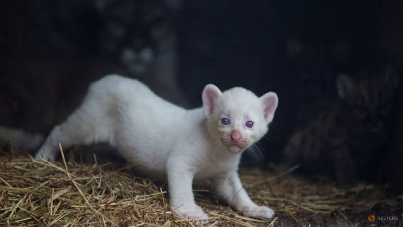 Newborn puma clearance