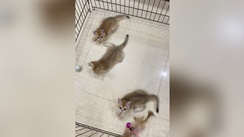 29 cats seized from illegal breeder by Animal and Veterinary Service 29 cats seized from illegal breeder by Animal and Veterinary Service