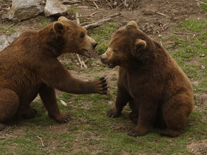 Shelter at Croat village provides haven for brown bears