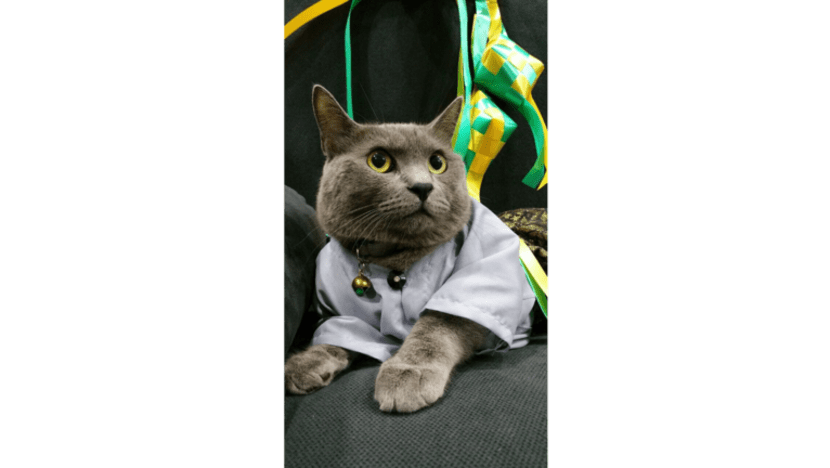 Kucing paling kacak dan segak Singapura lengkap berbaju Melayu pada Hari Raya Kucing paling kacak dan segak Singapura lengkap berbaju Melayu pada Hari Raya