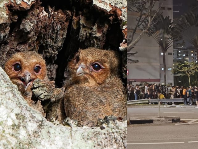 Telok Blangah residents irritated by crowds gathering for glimpse of cute Sunda owls 
