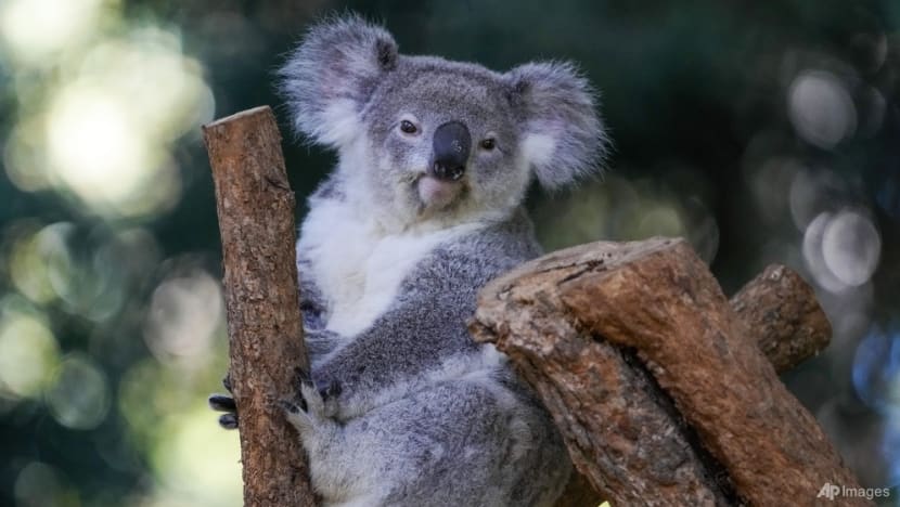 Australia logging ban to create koala haven