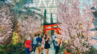 Missing Sakura Season In Japan? See Them At Gardens By The Bay, With 50 Per Cent Off Tix For S’pore Residents