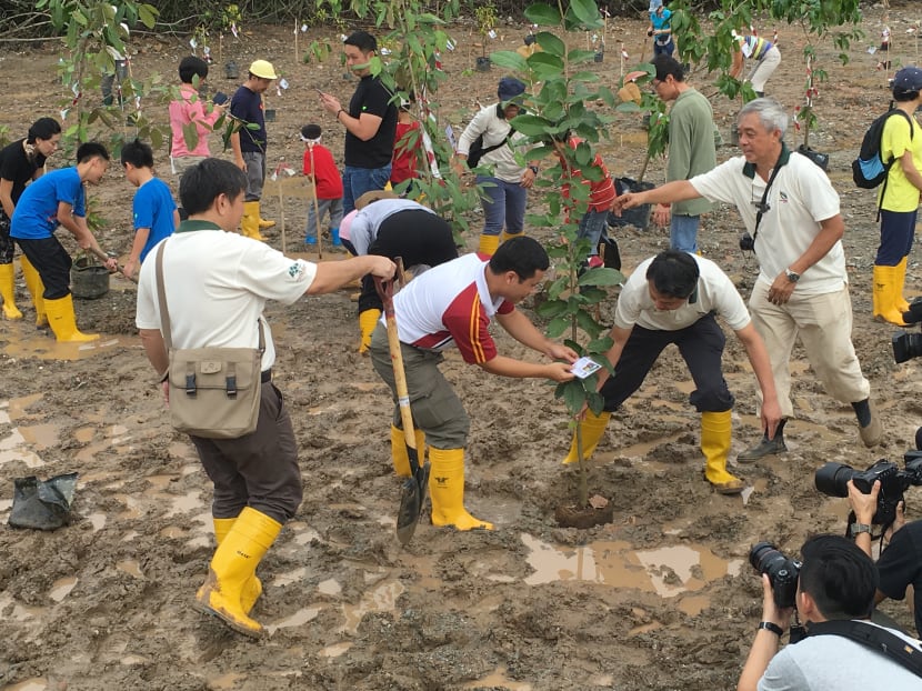 Senior Minister of State Desmond Lee (foreground, second from left) joining the community in planting mangrove saplings at Pulau Ubin on Sunday morning. 
Photo: Kenneth Cheng