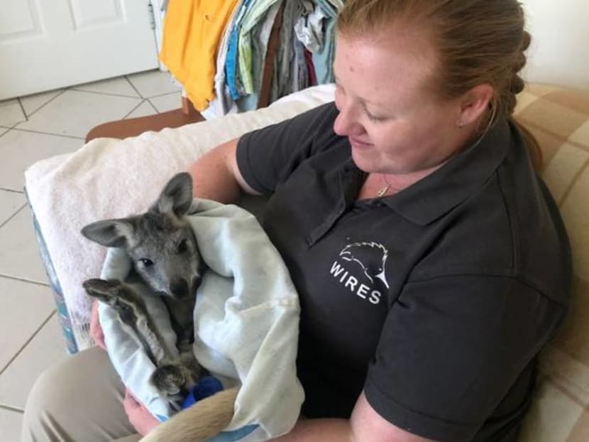 Australian carer mothers orphaned kangaroos back to health Australian carer mothers orphaned kangaroos back to health
