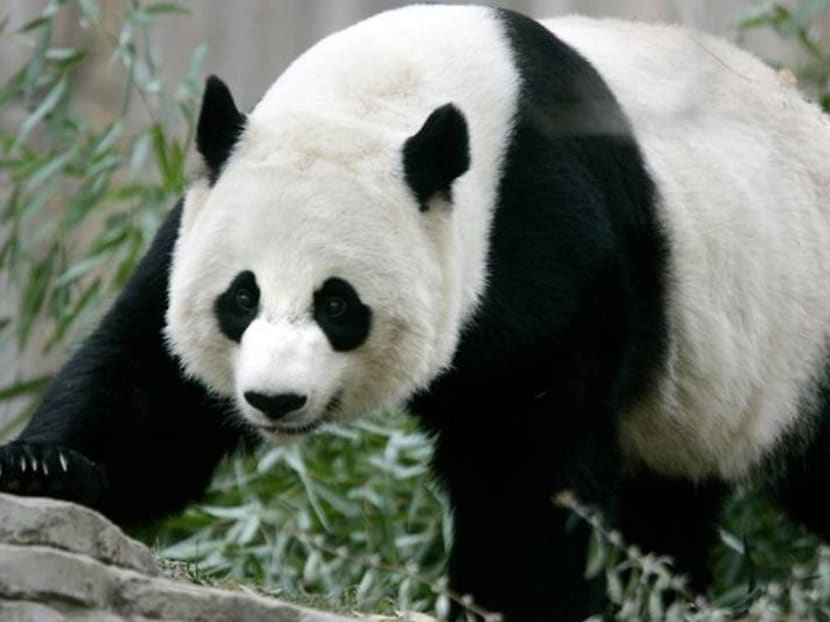 Panda cub to get his first peek at visitors as US National Zoo reopens Panda cub to get his first peek at visitors as US National Zoo reopens