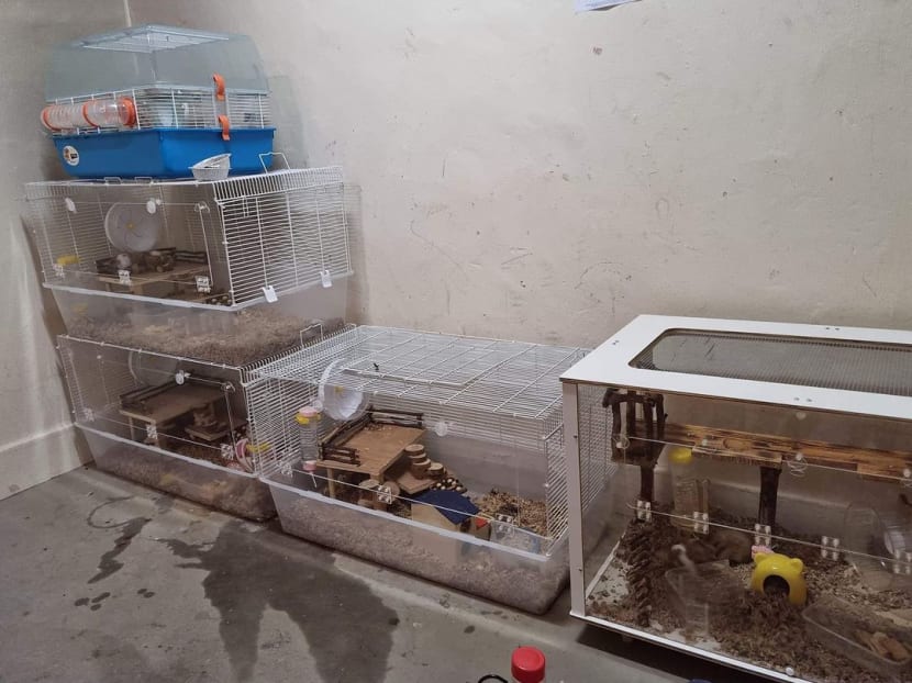 Hamsters found severely neglected at a common area in Block 709 Hougang Avenue 2.