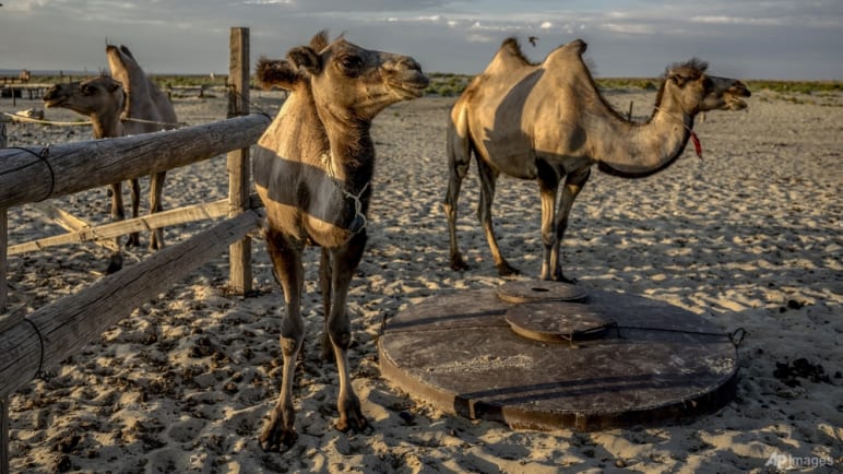 Commentary: Will camels be the next cows in the dairy industry?
