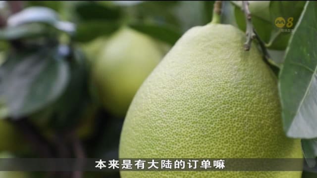 台湾农户为柚子开辟新销售渠道