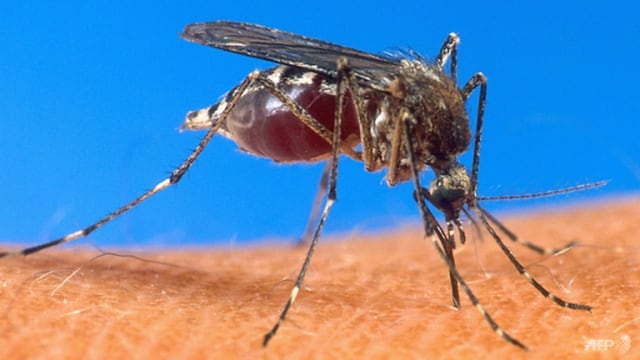 槟城出现非洲疟疾 诺希山：疫情在受控范围