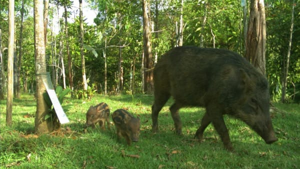 Animal crossing: Sambar deer, wild pigs among dozens of species seen using Mandai Wildlife Bridge - CNA Animal crossing: Sambar deer, wild pigs among dozens of species seen using Mandai Wildlife Bridge - CNA