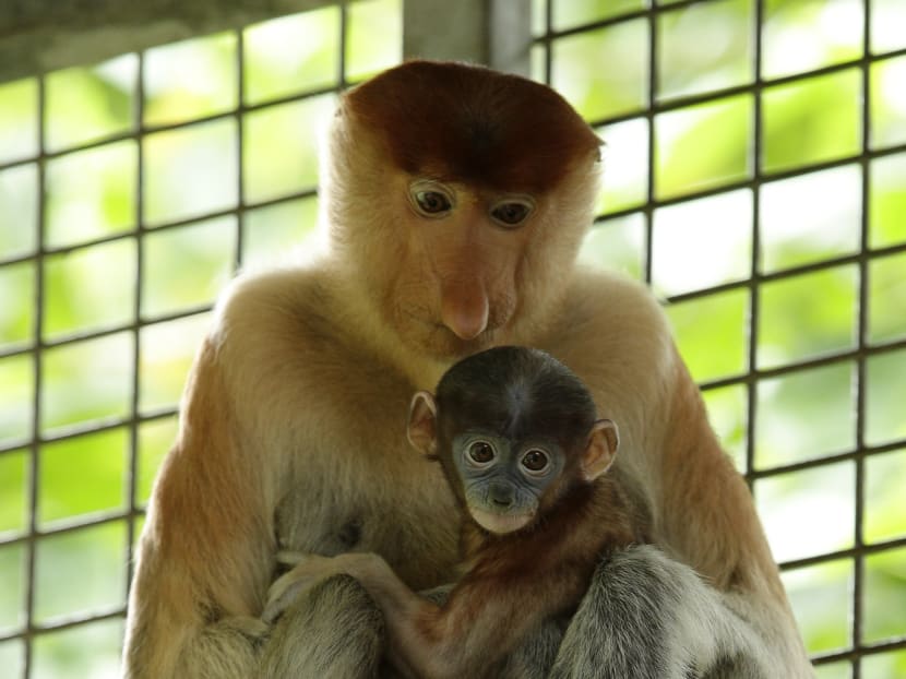Gallery: Over 600 babies born in Singapore wildlife parks in 2016