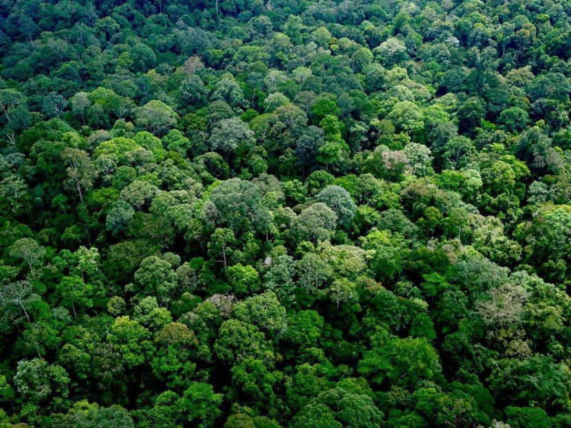 More than 90 per cent of tree cover loss took place in natural forests, according to satellite maps of seven tropical countries. Photo: The Malaysian Insider