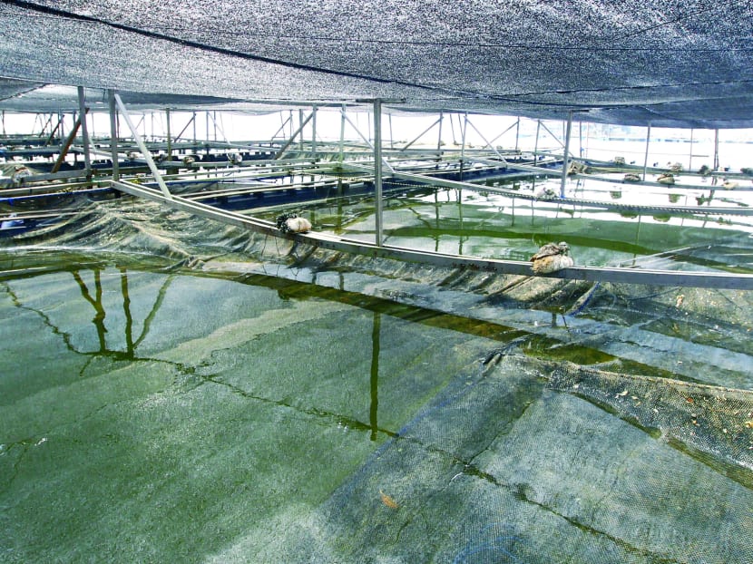 Empty fish nets at Marine Life Aqaculture farm, Feb 13, 2014. TODAY file photo