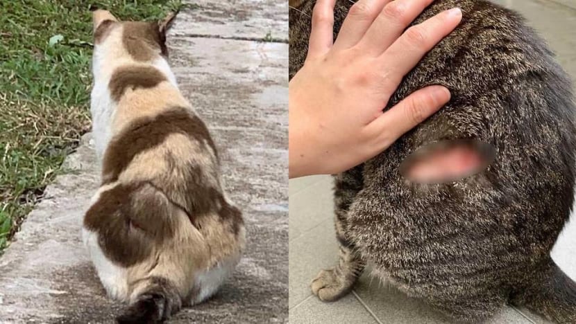 Ang Mo Kio cat slashing: Man charged with animal cruelty, remanded at IMH Ang Mo Kio cat slashing: Man charged with animal cruelty, remanded at IMH