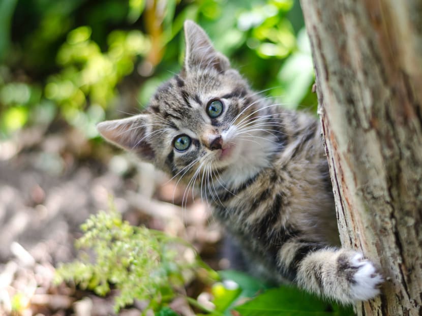 Feline generous: Japan cat lovers give S$2.7 million to kidney research