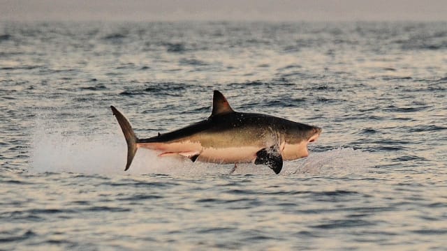 南非水域大白鲨数量锐减 或因虎鲸入侵猎食吞其肝脏 