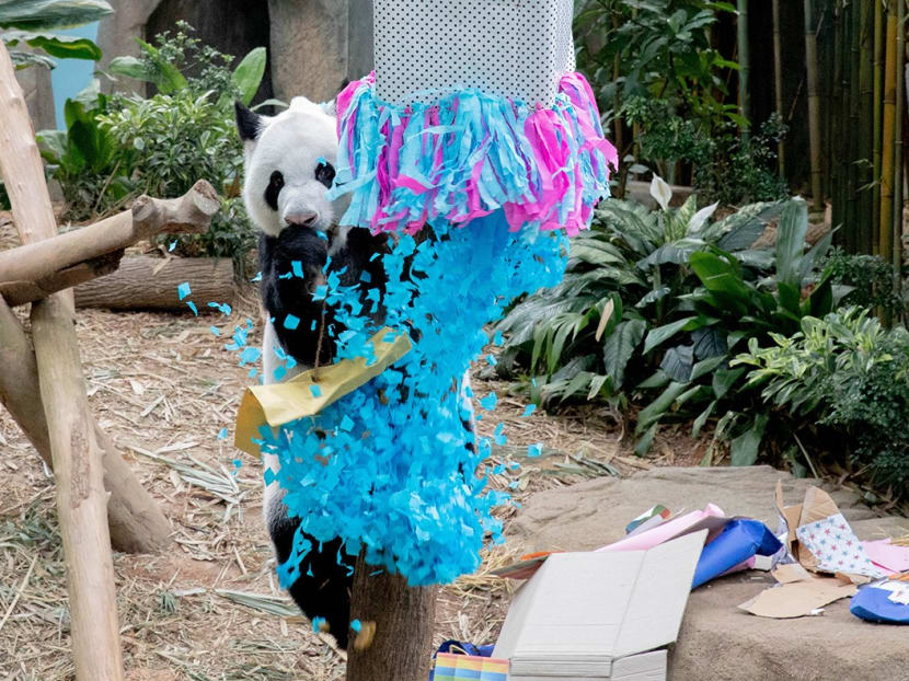 Giant panda Kai Kai celebrating its 14th birthday at River Safari on Sept 10, 2021.